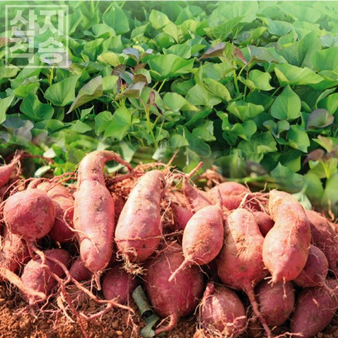 렛츠팜 해남 꿀고구마 베니하루카 3kg 5kg 산지직송, 꿀고구마(세척) 중상5kg, 1개