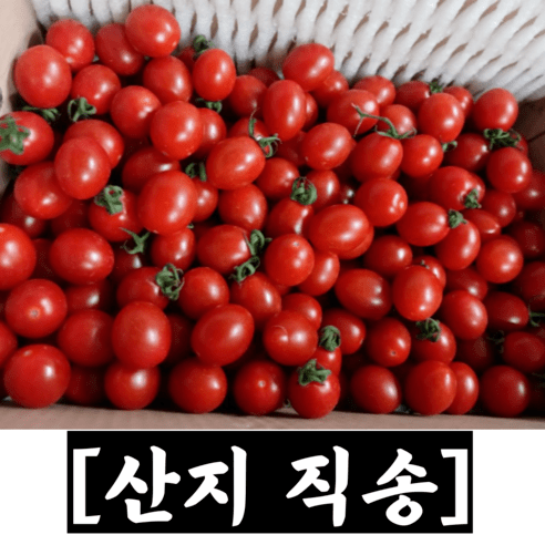 [산지직송] 싱싱한 방울토마토 대추방울토마토 2kg 5kg / 대추토마토 방울 방울토마토2kg 방울토마토4kg 토마토2kg 토마토4kg 대추토마토 스테비아방울토마토 tomato, 1개