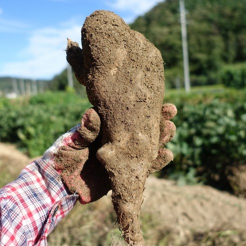마사토 안동마 산마, 1박스, 2kg (산마 못난이특)