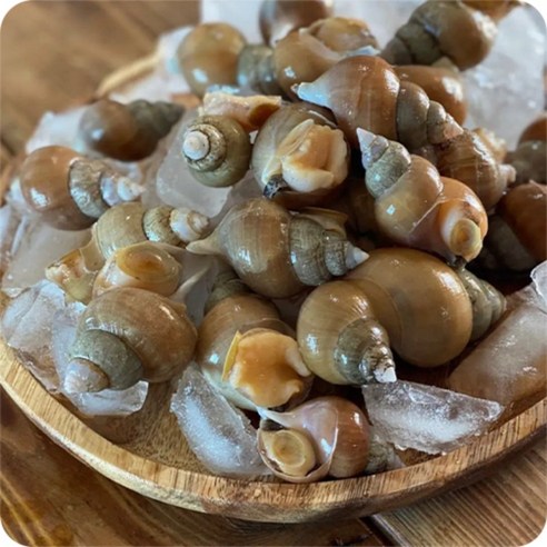 백고동 백골뱅이 활백고동 국내산, 특대 500g (5미내외), 1개