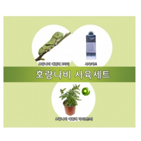 호랑나비 키우기(사육세트)