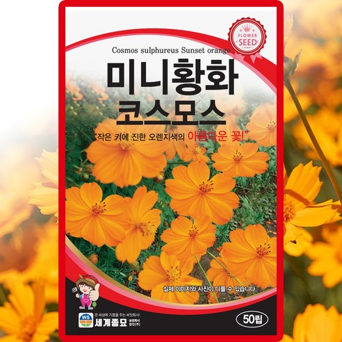 세계종묘 미니 황화코스모스 씨앗 50립 노랑 코스모스 씨 꽃 종자, 1개