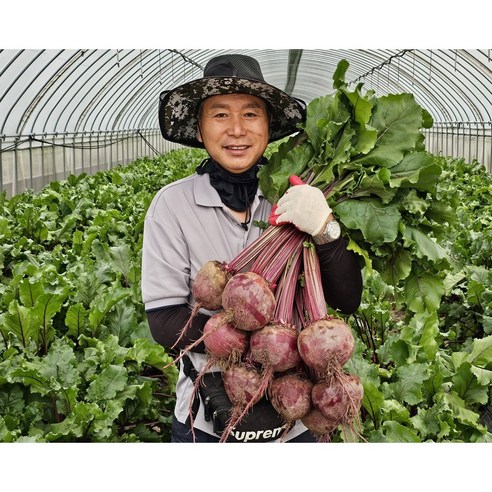 수확중인 비트 햇비트 알비트 비트생과 레드비트 (특) 3kg, 1개, 시골팜햇비트3kg