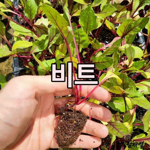 비트모종 20개 텃밭 모종씨앗 비트 채소 모종키우기 미니텃밭 배란다텃밭, 비트모종20개