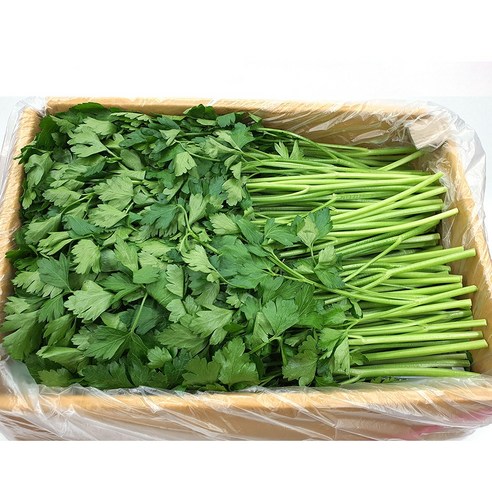 야채왕 이태리 파슬리 박스 ( 1.8kg ~ 2kg ) 향나물, 1개