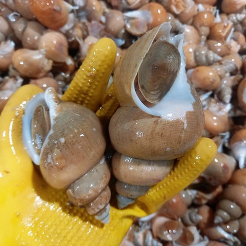 산지직송 포항 구룡포 자연산 백고동 백골뱅이, 생물, 1개, 대 1kg (20~25미 내외)