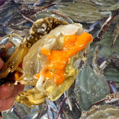 [오늘조업] 활 알배기 암꽃게 연평도, 1개, [일반형]숫게 1KG (4-6미)
