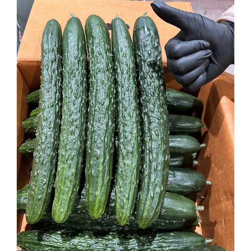 국내산 가시오이 특급 3kg 5kg 10kg, 1개