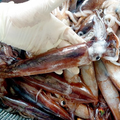 소짜 통 오징어 1kg (포항 구룡포) 급냉 총알오징어, 국내산 소짜 통 오징어 1kg (8미 내외), 1개