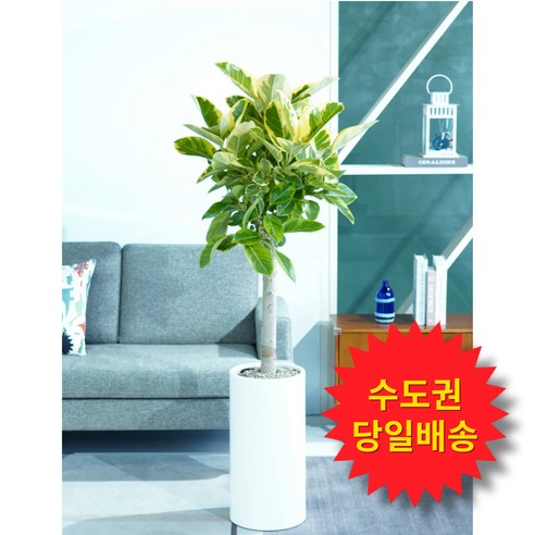 풀풀플랜트 개업 화분 대형 [수도권 당일배송] [수도권제외 택배배송] 공기정화 집들이 선물 승진 사무실 이전 병원 개원 식당 개업식 축하 화분 배달 일요일 오전가능 개업 선물, 1개, 05. 스투키
