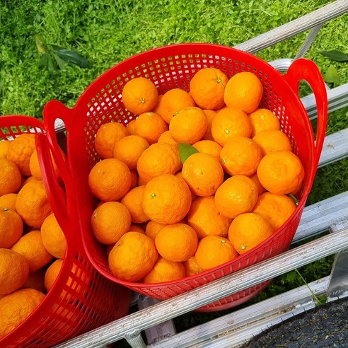 제주 고당도 카라향 9kg 4.5kg 2.5kg 1kg 선물세트 가정용, 1박스, 카라향 2.5kg 중과(15-21과)