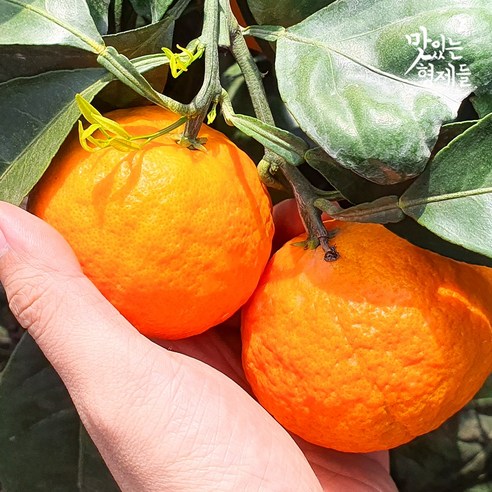 제주 카라향 제철 서귀포 하우스 노지 감귤 고당도 밀감, 1개, 1kg(중과/가정용카라향)