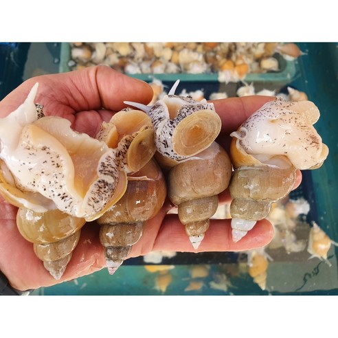 진또배기 동해안 당일조업 자연산 생물 백골뱅이 백고동, 2kg, 1개