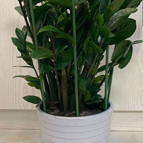 일자형 식물지지대30cm 10개 화단식물줄기고정대 꽃화분지주대 짧은 작은사이즈