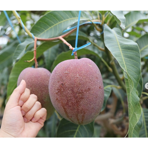 갤러리아팜스 제주 애플망고 3kg 당일수확 농장직송, 왕미니망고3kg(17-20과), 1개
