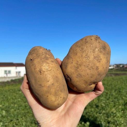 햇감자 수미감자 제주 하우스 카스테라 국산 감자, 1개, 5kg 중(60g내외)