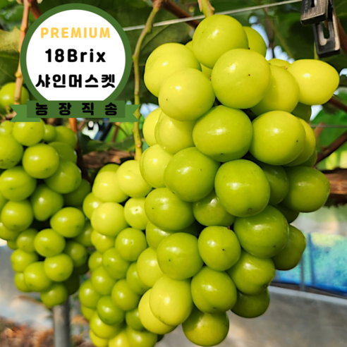 [프리미엄] 18Brix 고당도 씨없는 샤인머스켓, 1박스, 2kg(4-6수)