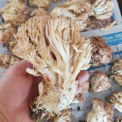1년에 단 한번 먹을 수 있는 귀한 버섯 대관령 자연산 참 싸리 버섯, 1팩, 1kg