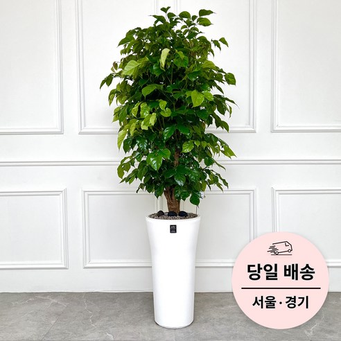 에코플랜트 실내 공기정화 식물 개업식 사무실 이전 승진 까페 개원 집들이 선물 개업 축하 화분 배달 [서울 경기 당일배송]토요일 오후 일요일 주문건 월요일배송, 08. 녹보수, 1개