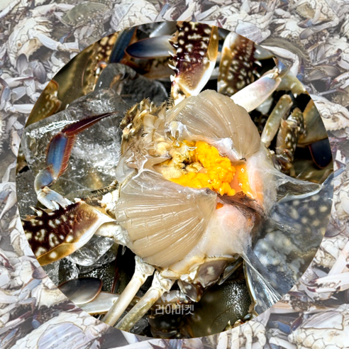 [당일조업] 서해안 대천 신진도 제철 활꽃게 정품, 암꽃게, 1개, 5kg(15-25미)