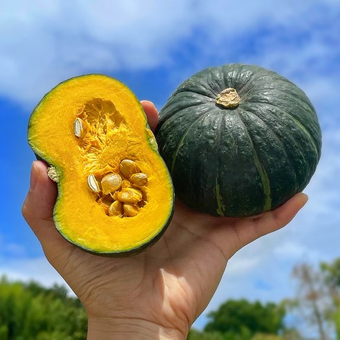당일수확 세모농 타박타박 미니 밤호박 보우짱 단호박, 제주 미니밤호박 4kg, 1개