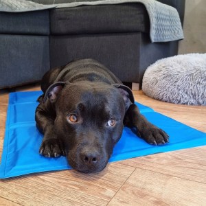GEL COOLING MAT FOR ANIMALS DOG CAT LARGE XL 40x30 COOL BED - imagine 10