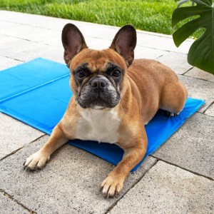 GEL COOLING MAT FOR ANIMALS DOG CAT LARGE XL 40x30 COOL BED - imagine 12