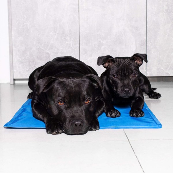 GEL COOLING MAT FOR ANIMALS DOG CAT LARGE XL 40x30 COOL BED