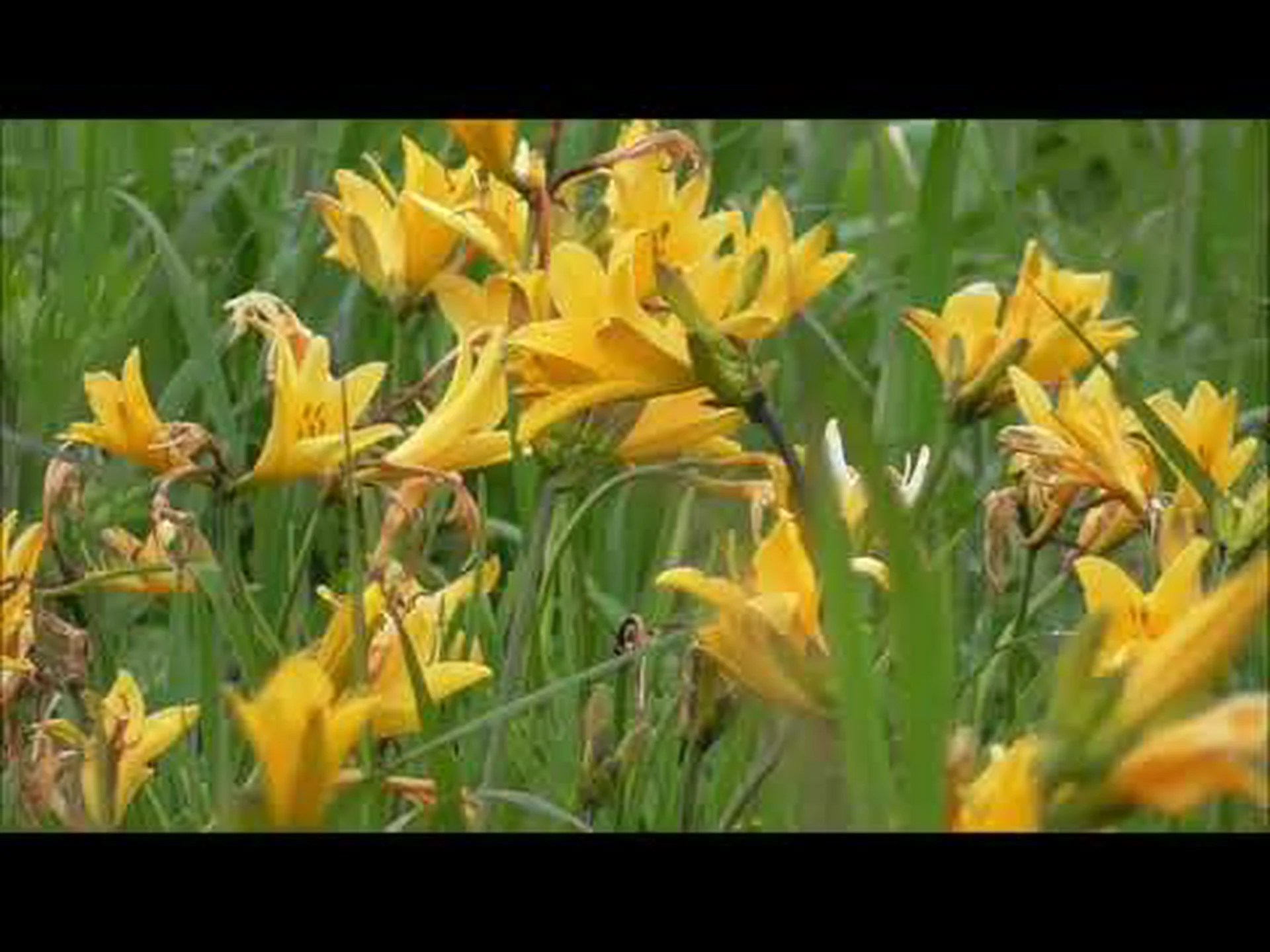 Reseñas, acceso, horario comercial del jardín de flores frescas de Kanourahara|Teshio, Tobetsu, Horonobe Reseñas, acceso, horario comercial del jardín de flores frescas de Kanourahara|Teshio, Tobetsu, Horonobe