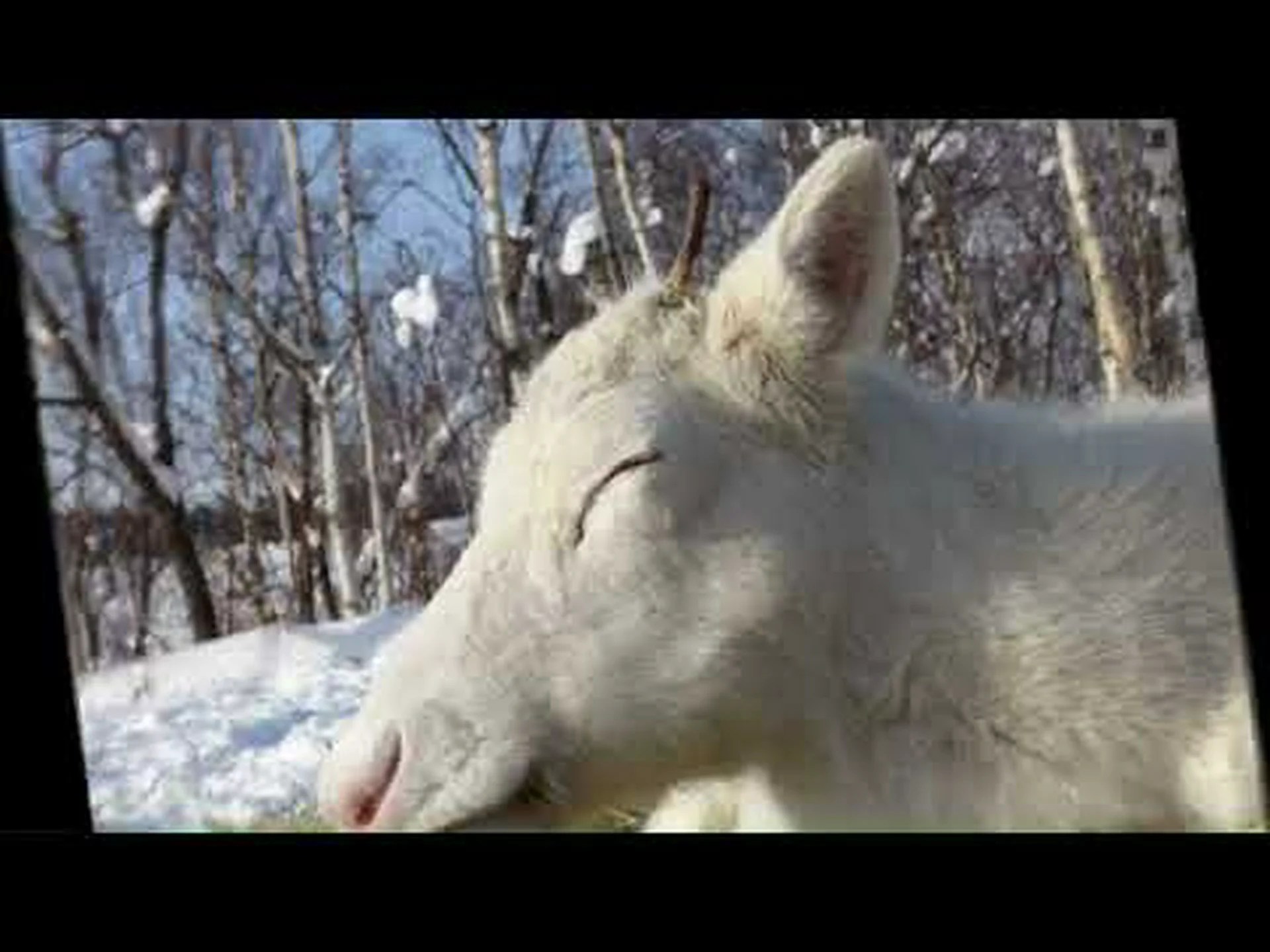 Horonobe Town Reindeer Tourist Farm Reseñas, acceso, horario comercial |Teshio, Tobetsu, Horonobe Horonobe Town Reindeer Tourist Farm Reseñas, acceso, horario comercial |Teshio, Tobetsu, Horonobe