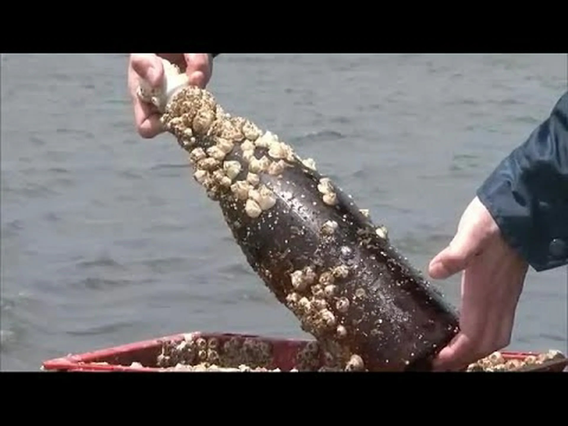 Yamagami Chofuku Suisan Fukuya Reseñas, acceso, horario comercial |Otaru Yamagami Chofuku Suisan Fukuya Reseñas, acceso, horario comercial |Otaru