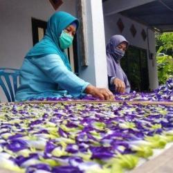 Cara Memasak Bunga Telang Resep dan Variasi Cara Memasak Bunga Telang Resep dan Variasi