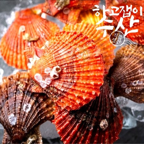 하고잽이수산 통영 세척 제철 홍 비단 가리비, 4kg, 1개