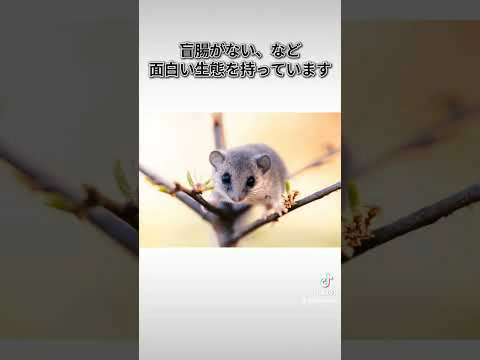 ヤマネは生物学者を驚かせる ヤマネは生物学者を驚かせる