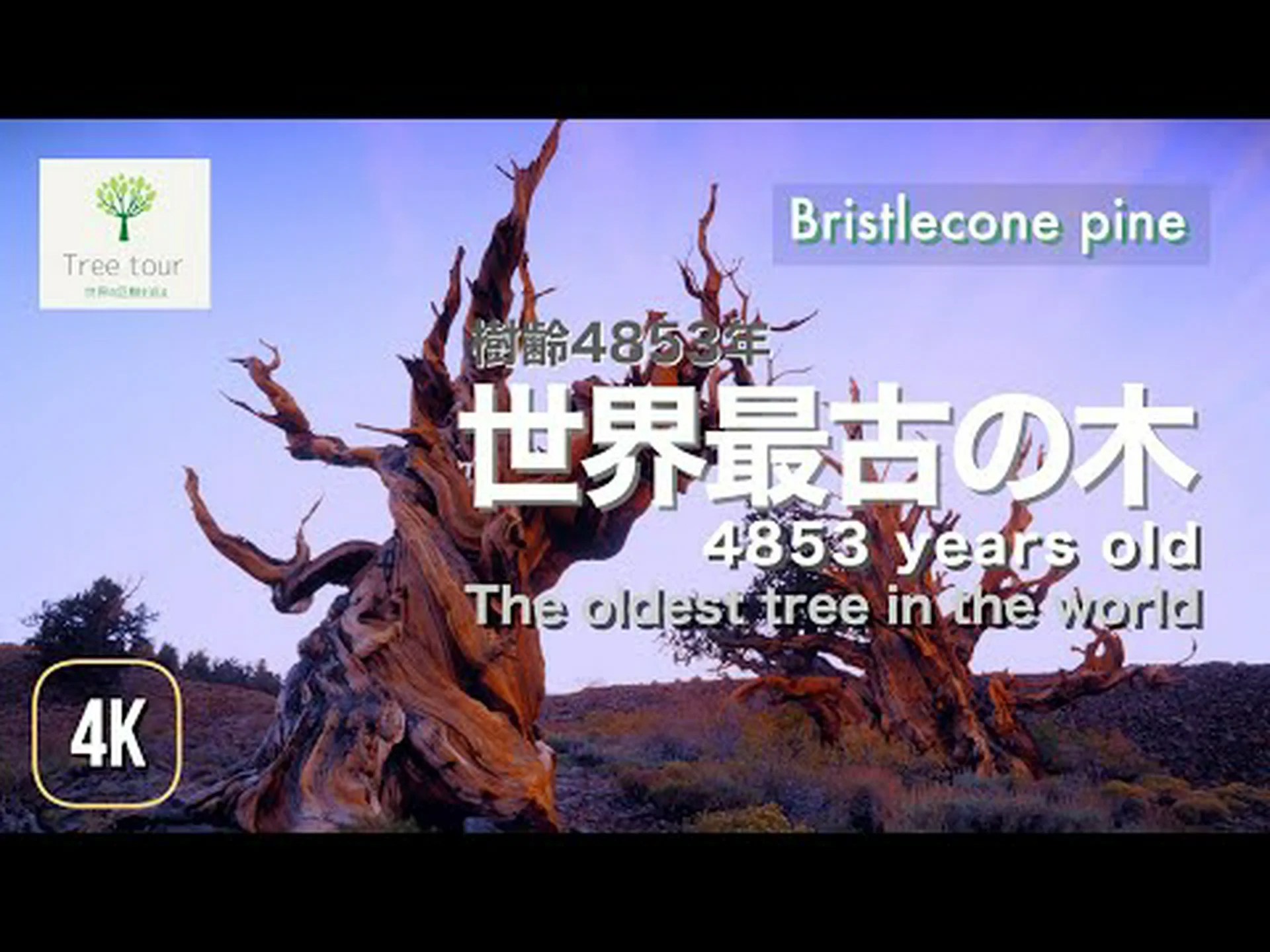 世界最古の木 世界最古の木