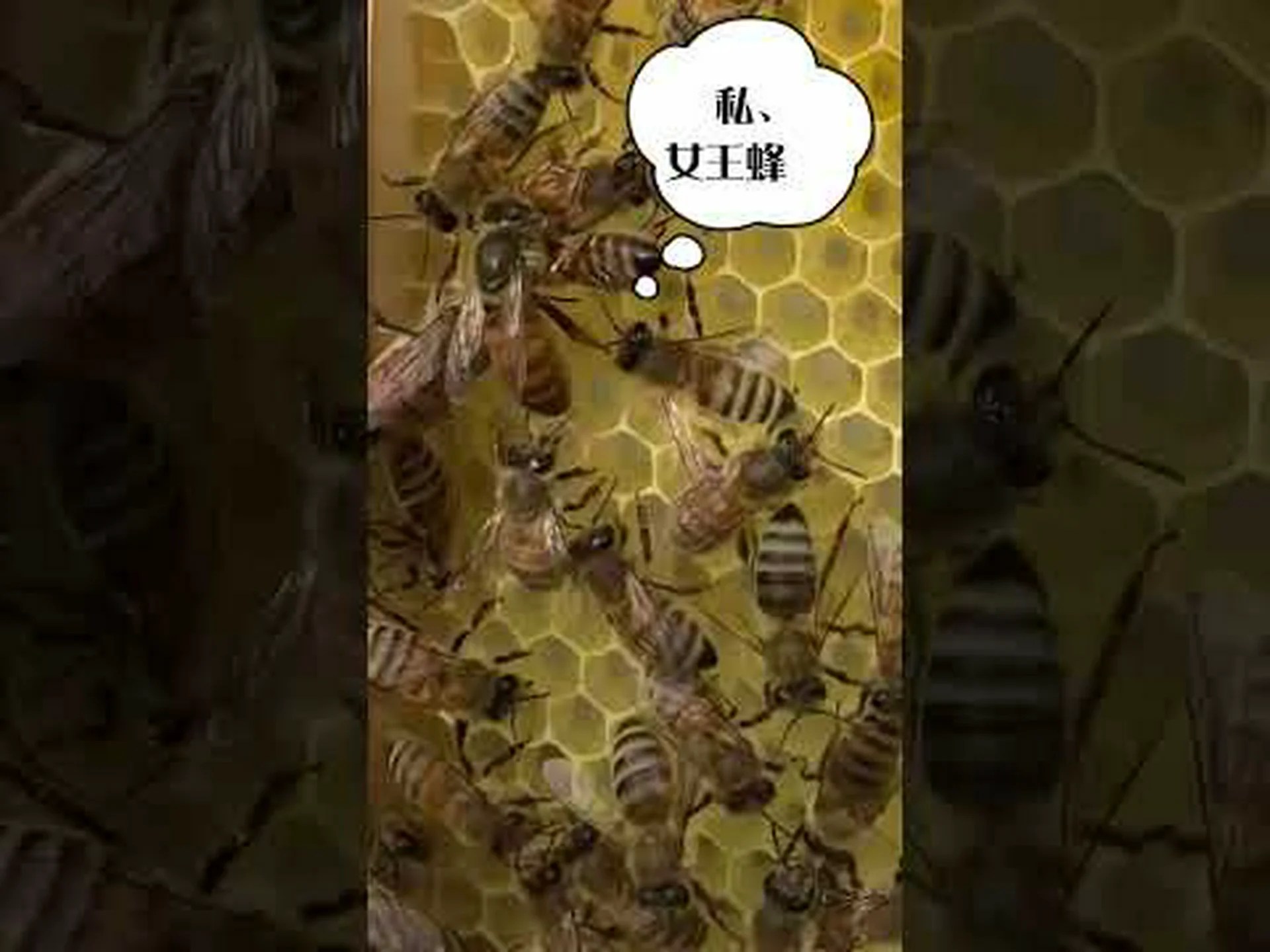 マルハナバチの女王たちはどのようにして春を迎えるのでしょうか? マルハナバチの女王たちはどのようにして春を迎えるのでしょうか?