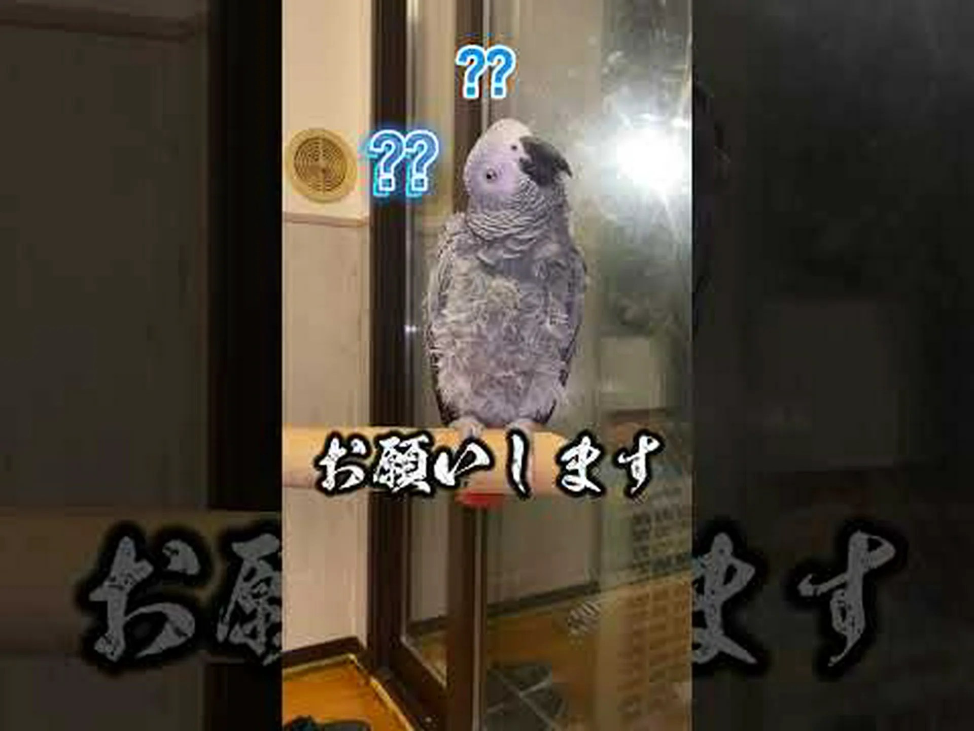 サイ、ヨウム、爬虫類の成功 サイ、ヨウム、爬虫類の成功