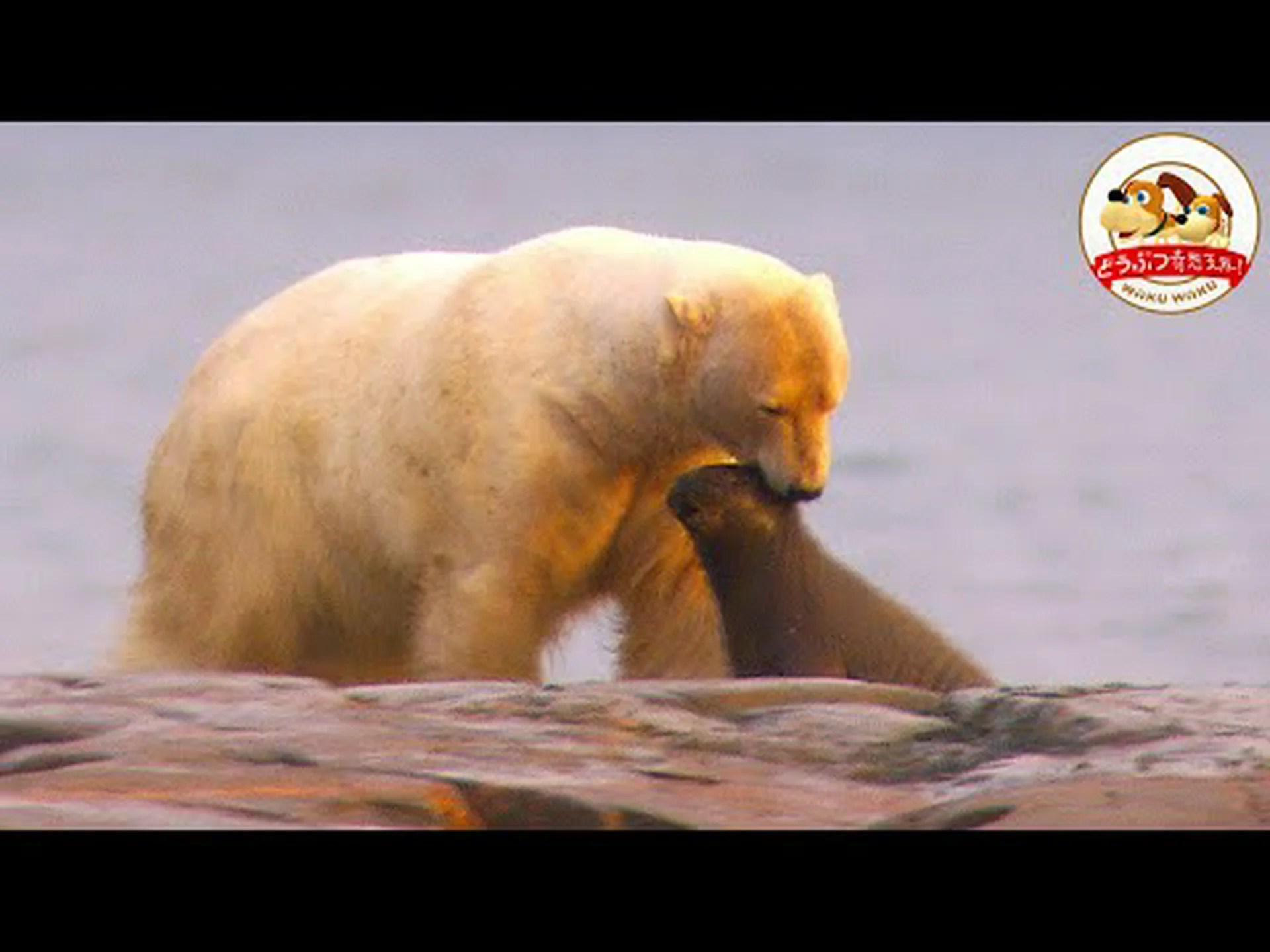 私たちの食生活とホッキョクグマのゲノムとの関係 私たちの食生活とホッキョクグマのゲノムとの関係