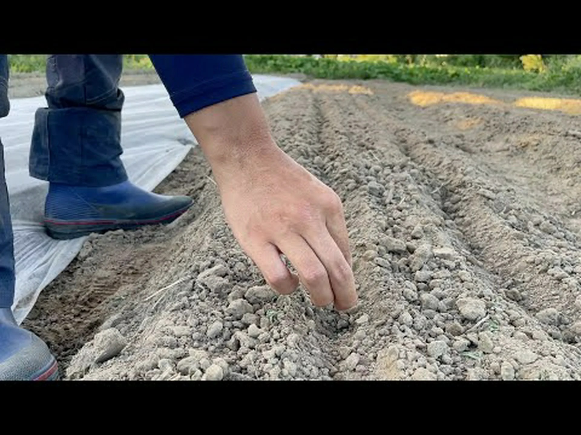 米国の研究者が警告:大根に耐性遺伝子を植え付けてはいけない 米国の研究者が警告:大根に耐性遺伝子を植え付けてはいけない