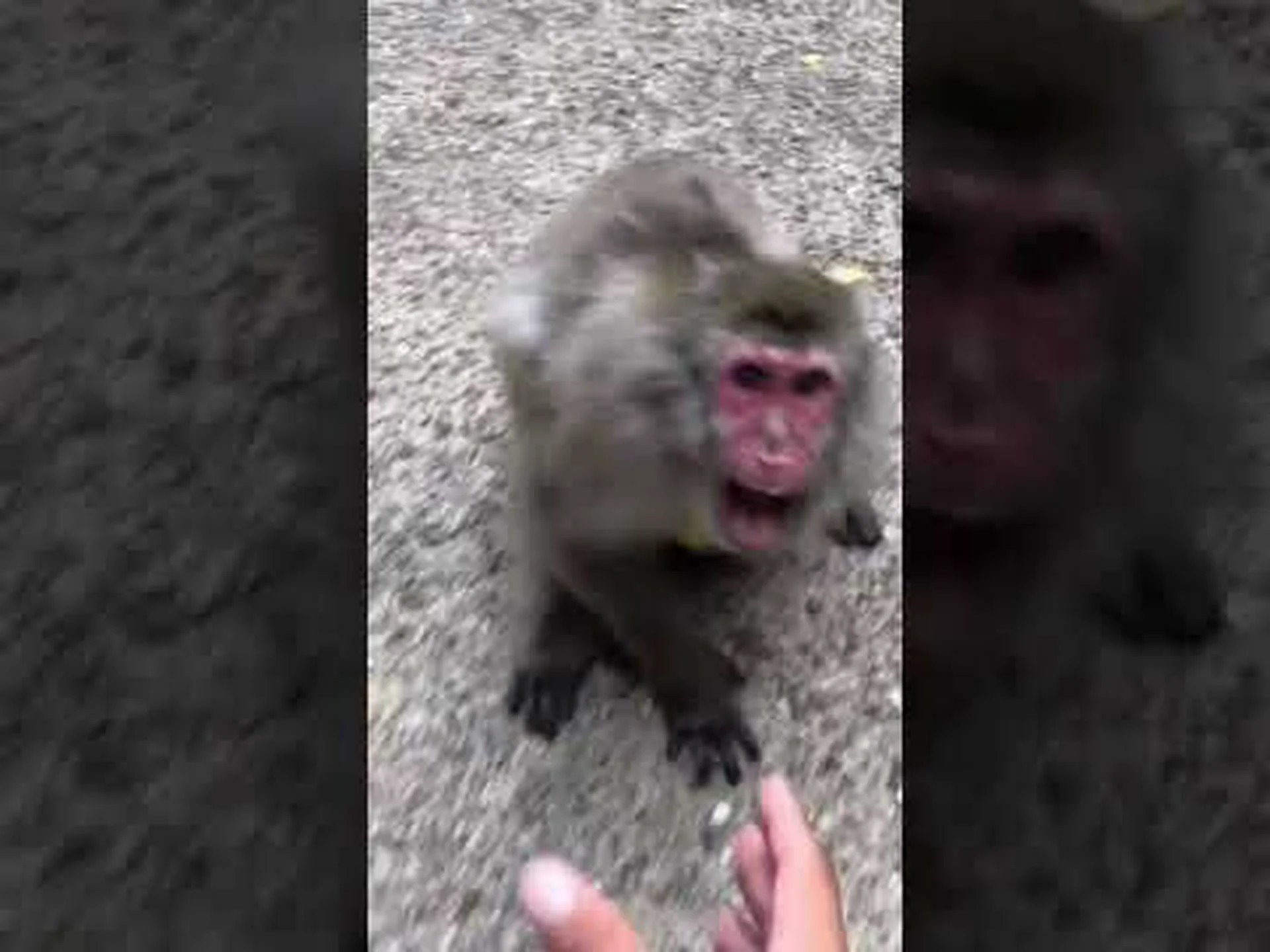 コウモリと争うカエル コウモリと争うカエル