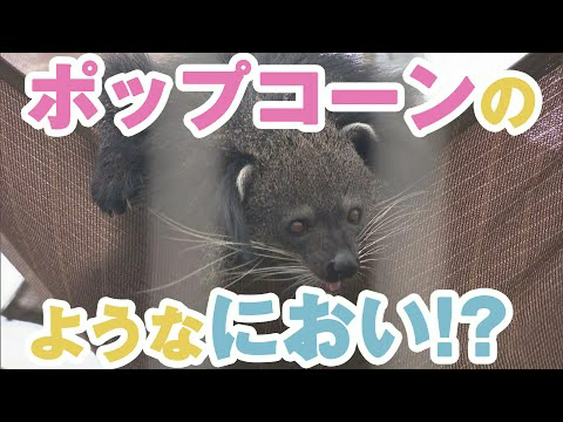 アニマルポップコーンの香り アニマルポップコーンの香り