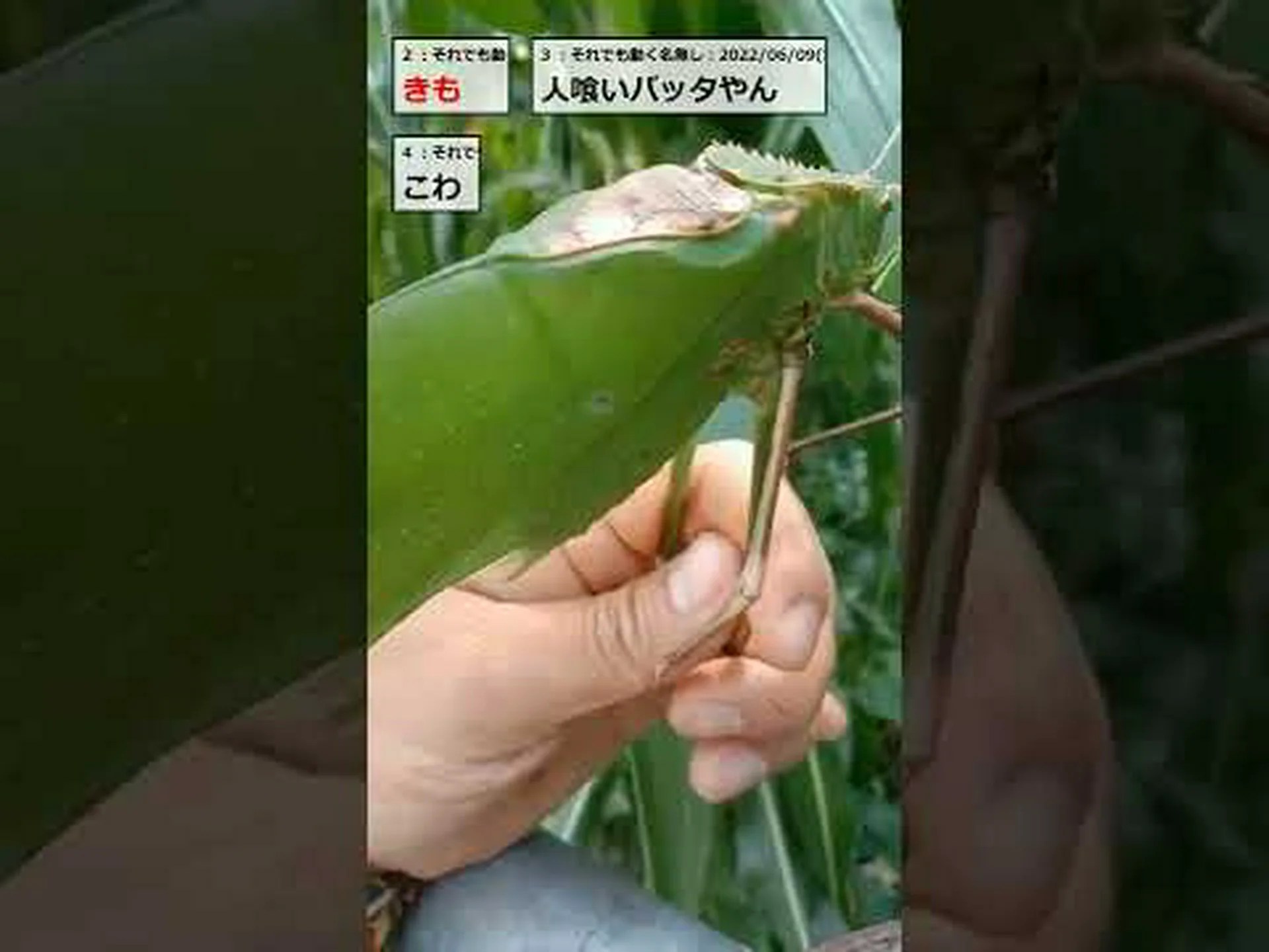 蛾の尾がコウモリソナーを混乱させる 蛾の尾がコウモリソナーを混乱させる