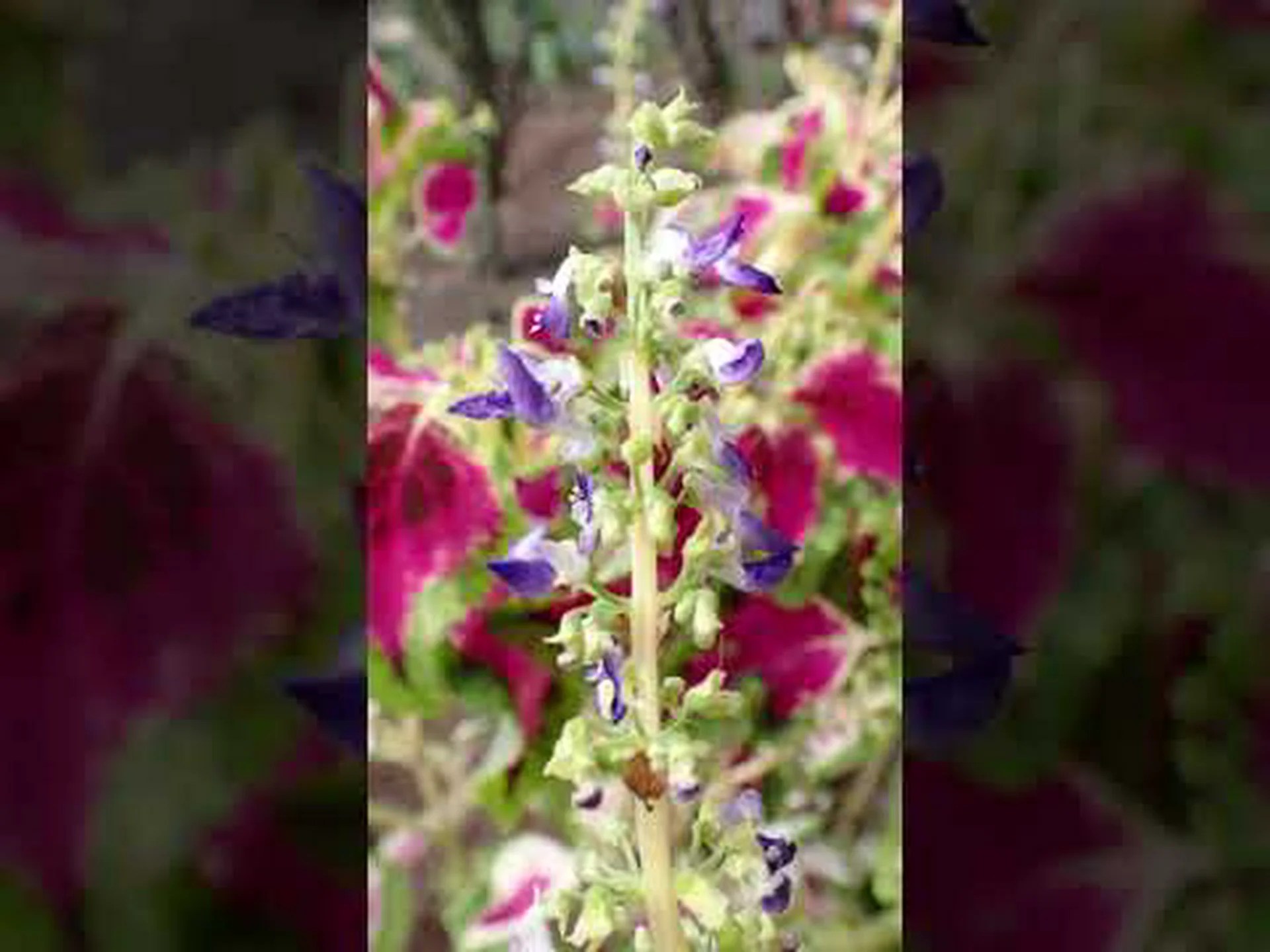 顕花植物の起源に関する新たな洞察 顕花植物の起源に関する新たな洞察