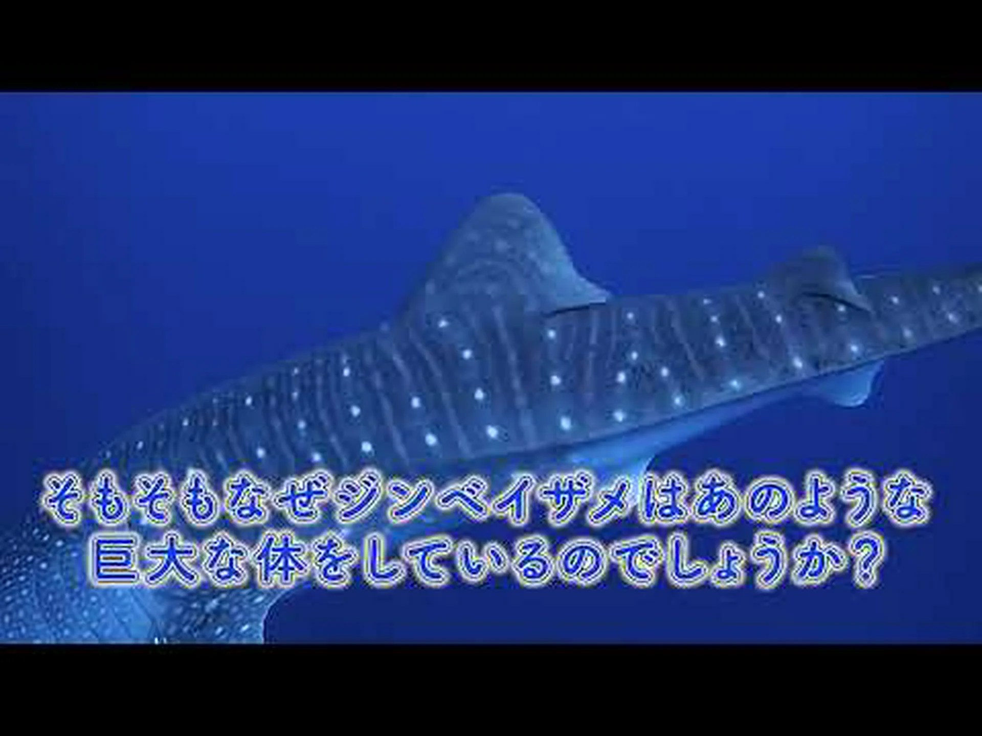 海洋での国勢調査?数千のチップは、多くの海洋生物の動きを記録することを目的としています 海洋での国勢調査?数千のチップは、多くの海洋生物の動きを記録することを目的としています
