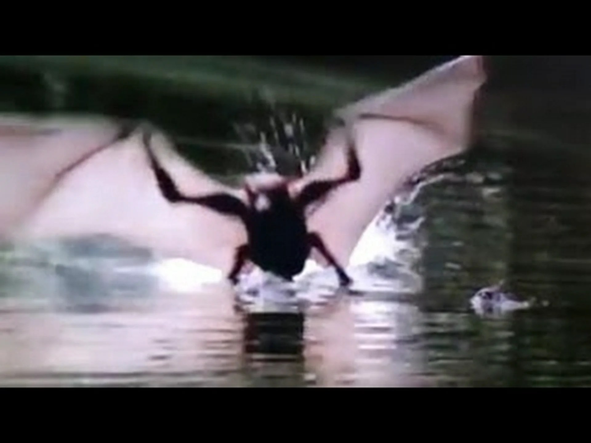 飛行中のコウモリ 飛行中のコウモリ