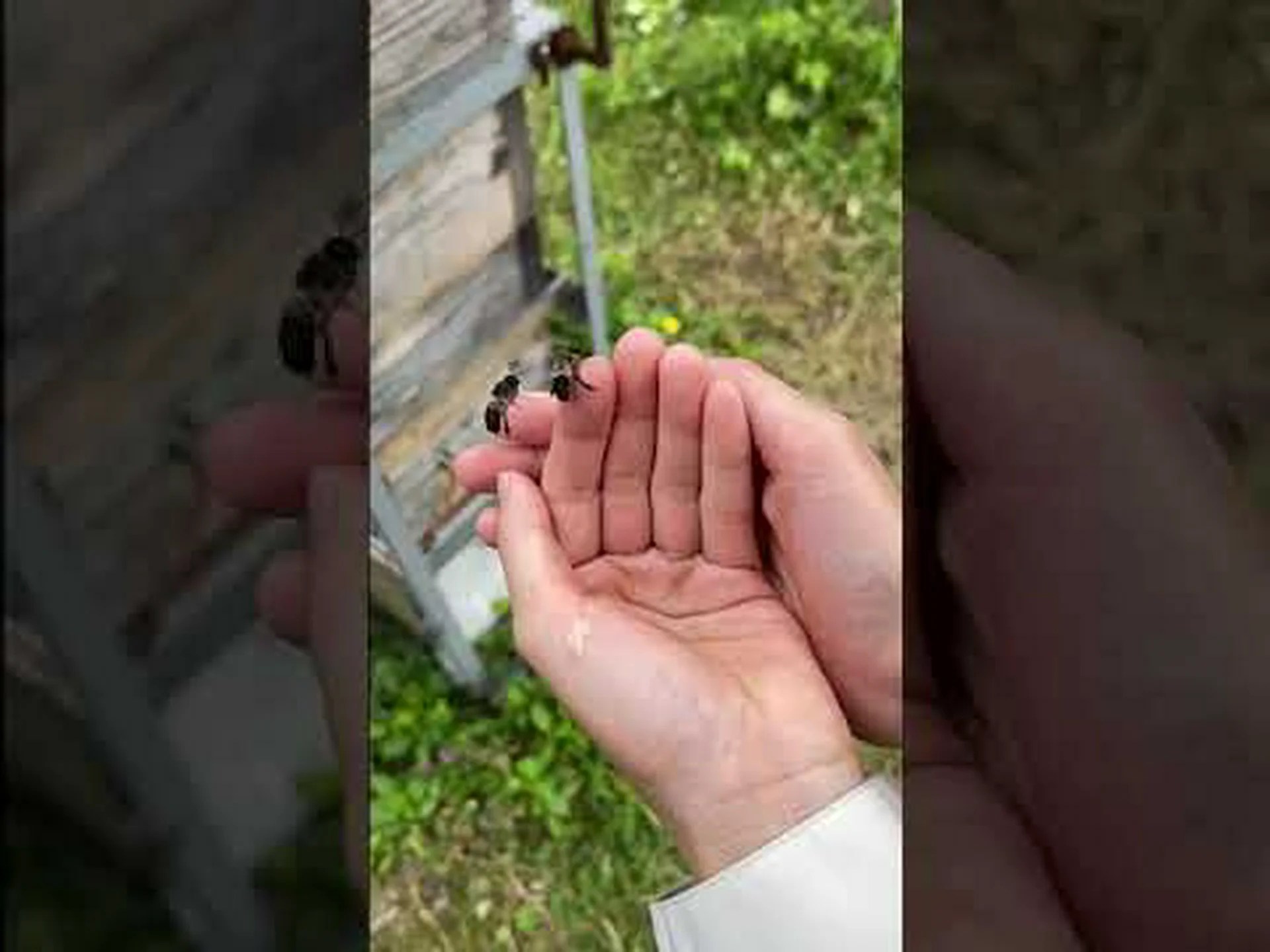 マルハナバチを殺すシナノキ マルハナバチを殺すシナノキ