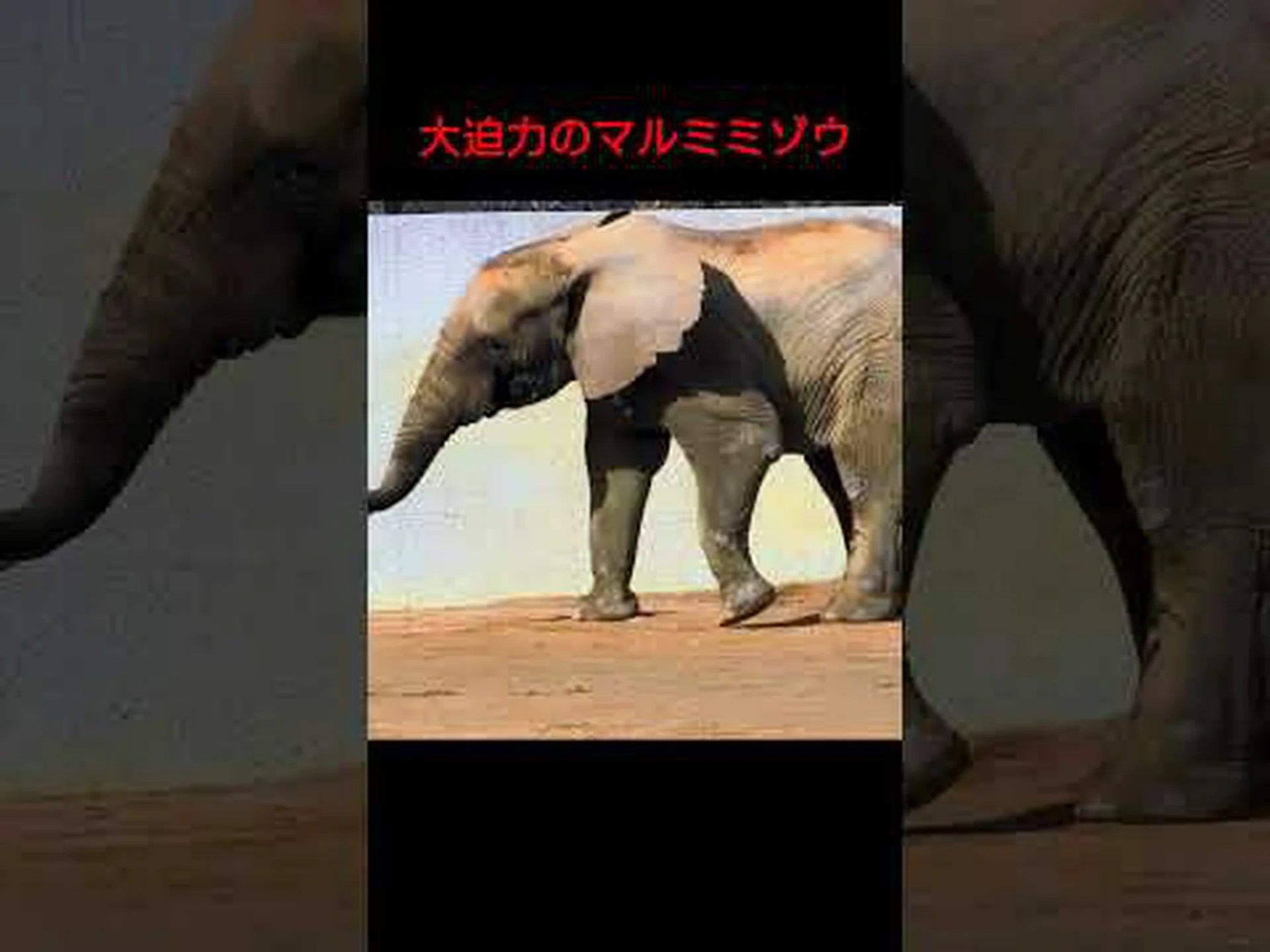 簡単に報告:アフリカのステップゾウとマルミミゾウは異なる種である 簡単に報告:アフリカのステップゾウとマルミミゾウは異なる種である