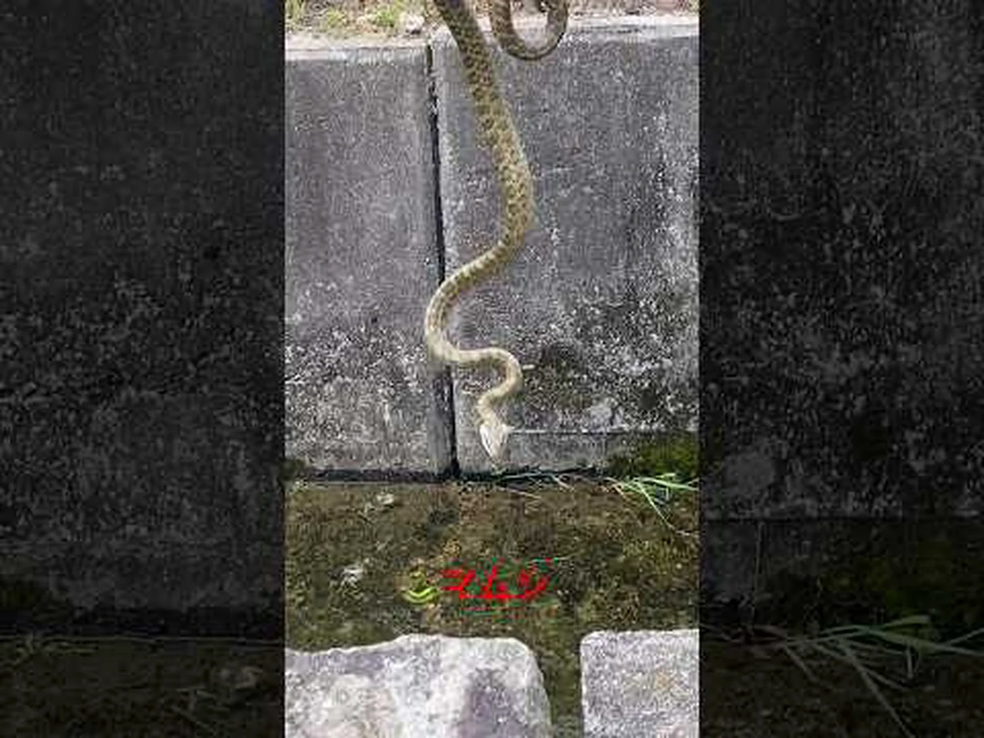 マムシの暗い秘密 マムシの暗い秘密