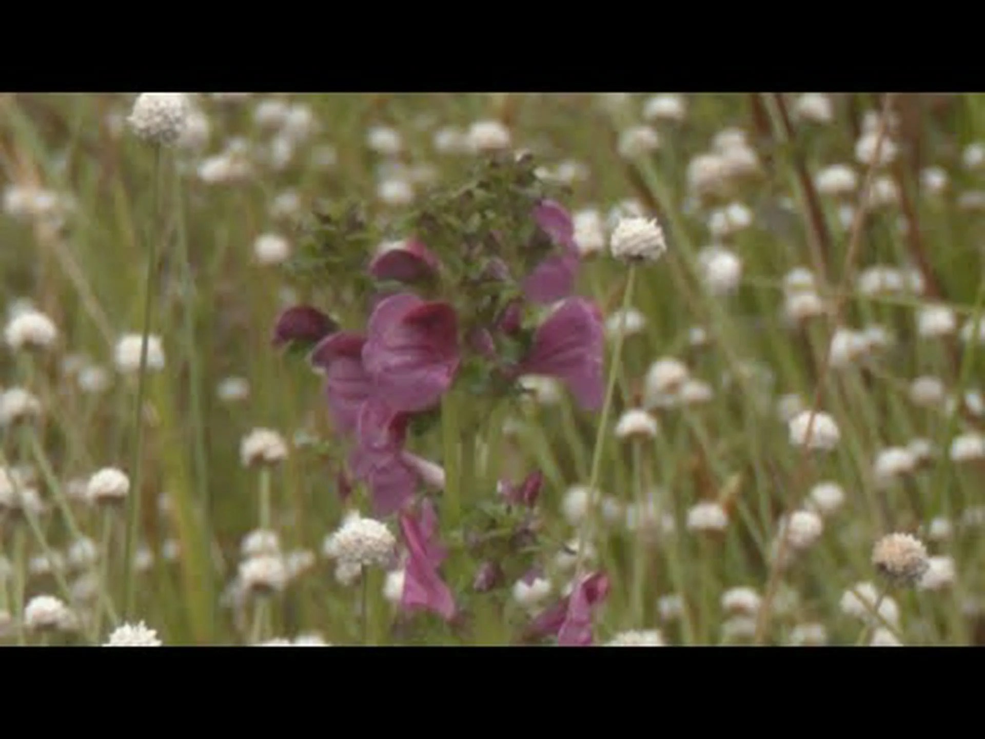 湿地植物がノルダーナイ島を征服 湿地植物がノルダーナイ島を征服