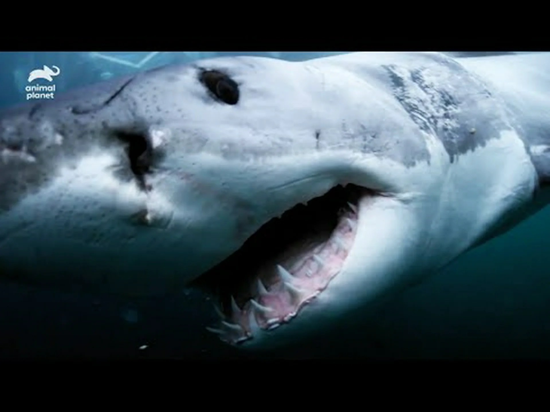 アドリア海には間もなくサメやエイがいなくなる アドリア海には間もなくサメやエイがいなくなる